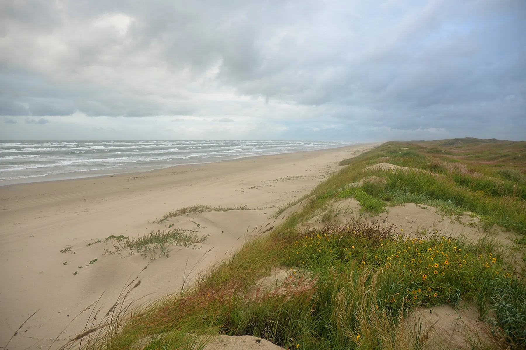 An empty stretch of beach and grass-covered dunes at Padre Island National Seashore