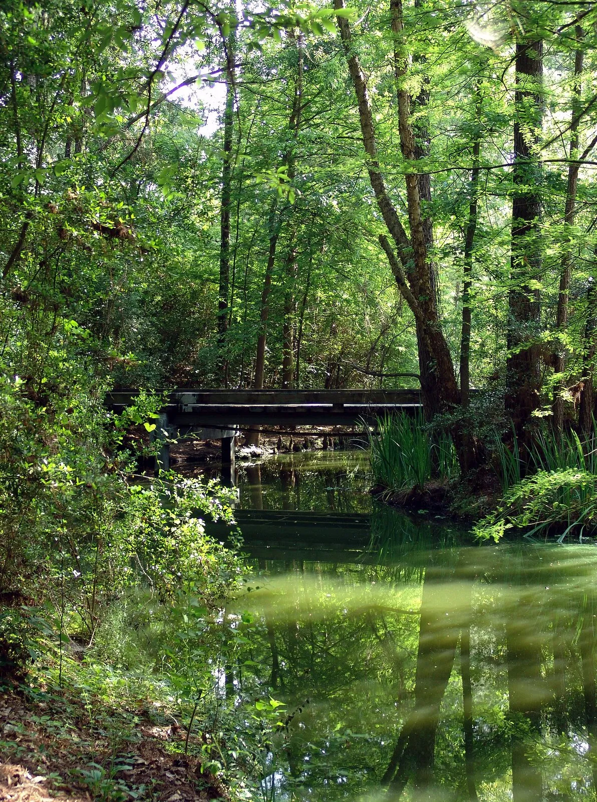 A wooded footbridge on a trail in The Woodlands, Texas