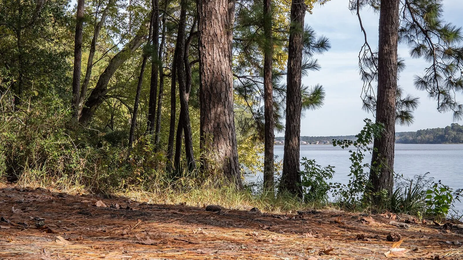 Lake Conroe seen from Sam Houston National Forest