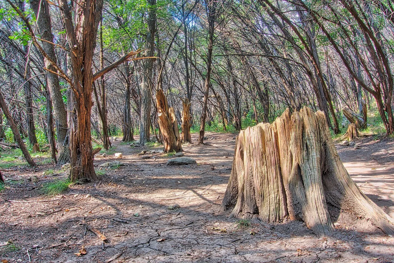 A shaded dirt trail threading between cedar trees at Turkey Creek Trail in Emma Long Metropolitan Park