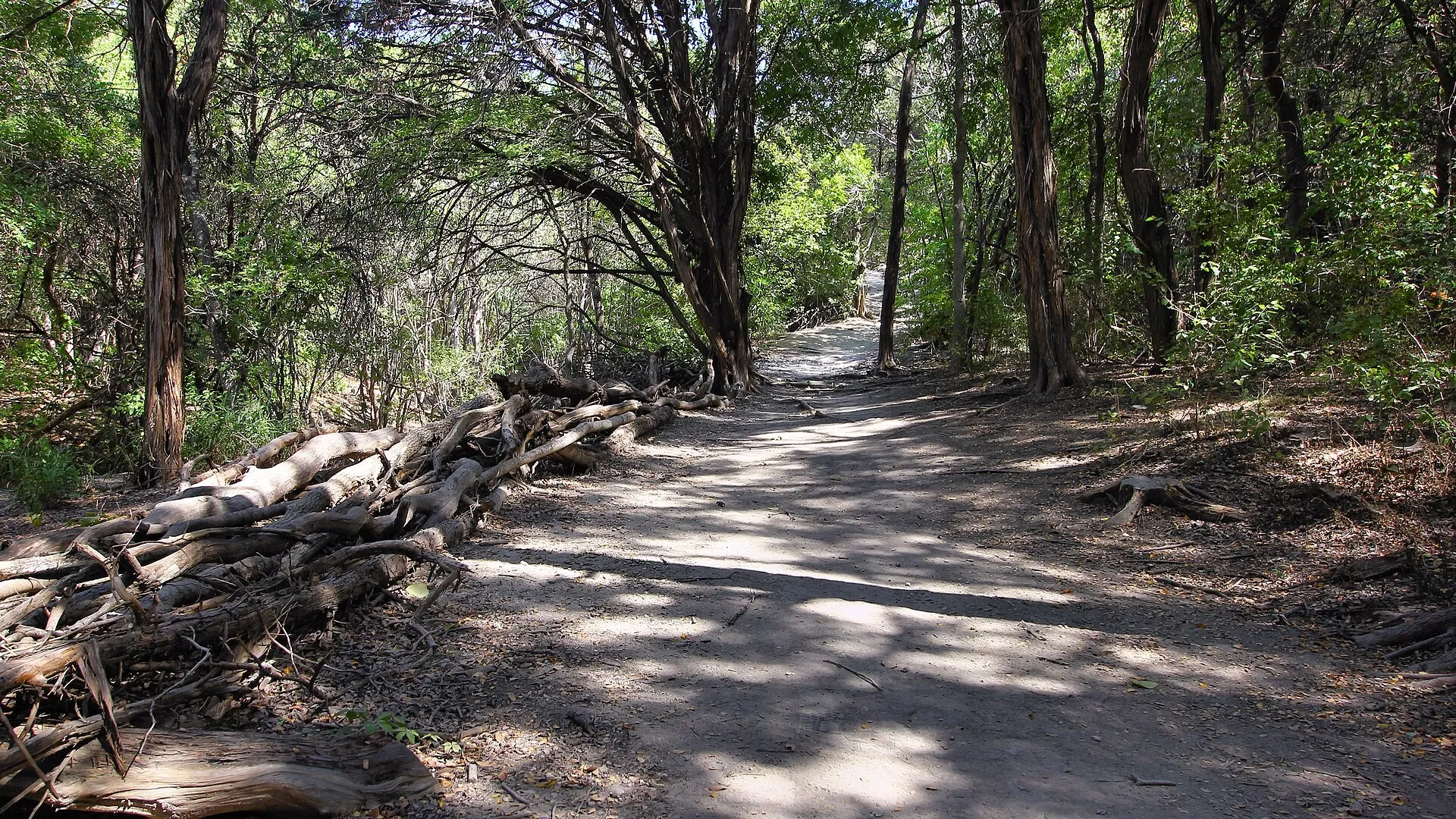 A wide dirt trail winding beneath dense trees in Walnut Creek Metropolitan Park