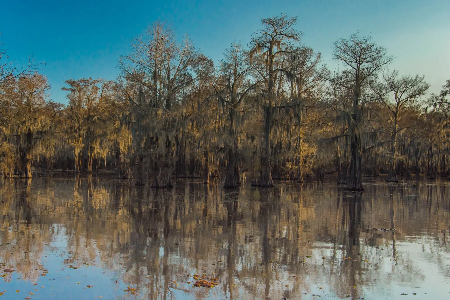 Bald cypress draped in Spanish moss reflected in the still water of Caddo Lake