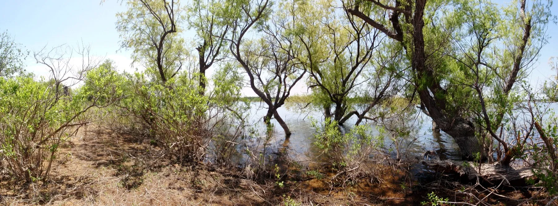 The wooded shoreline of an island on Grapevine Lake, north-west of Dallas