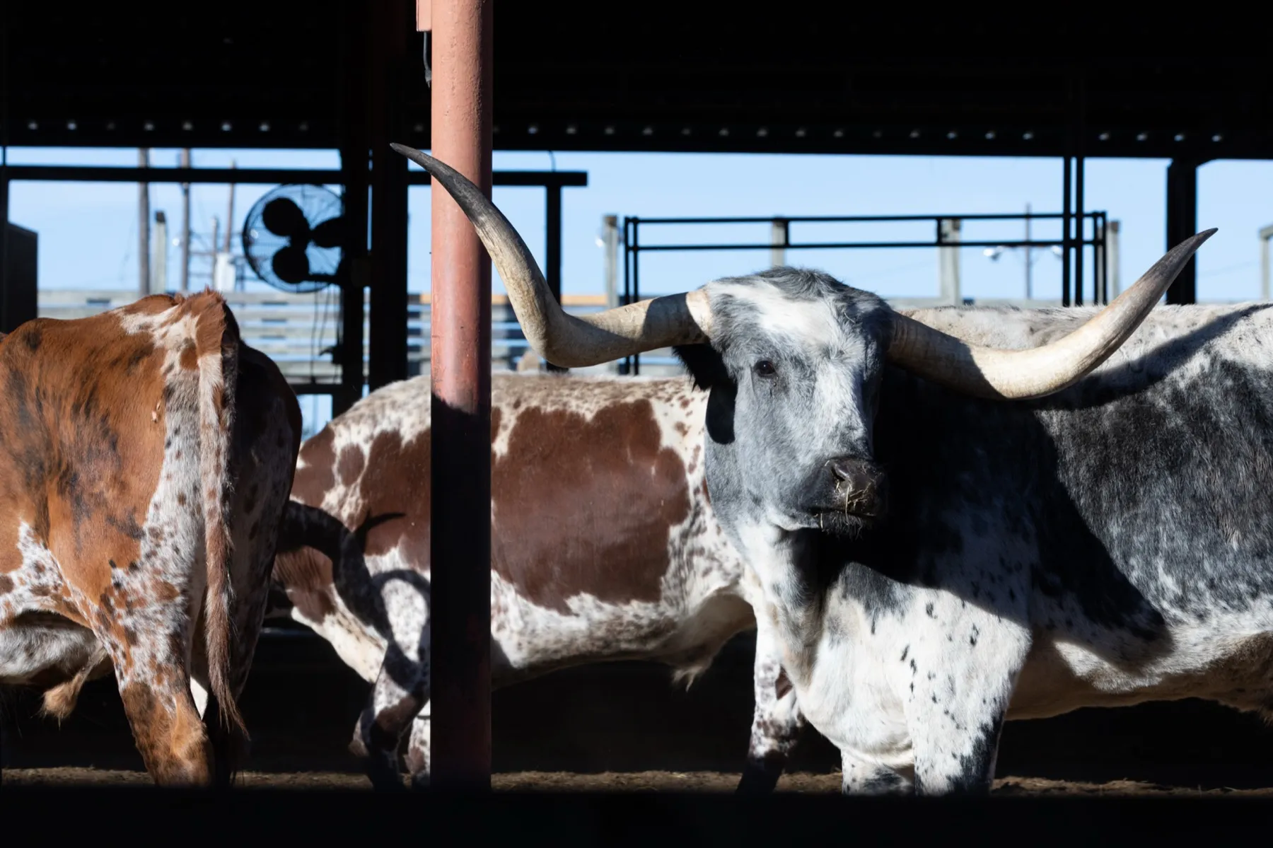 Longhorn cattle being driven along Exchange Avenue at the Fort Worth Stockyards