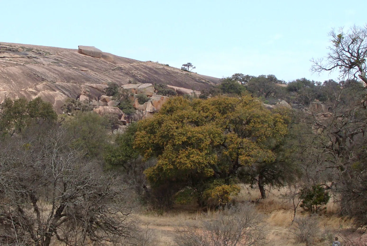 The pink granite dome of Enchanted Rock rising above the surrounding scrub