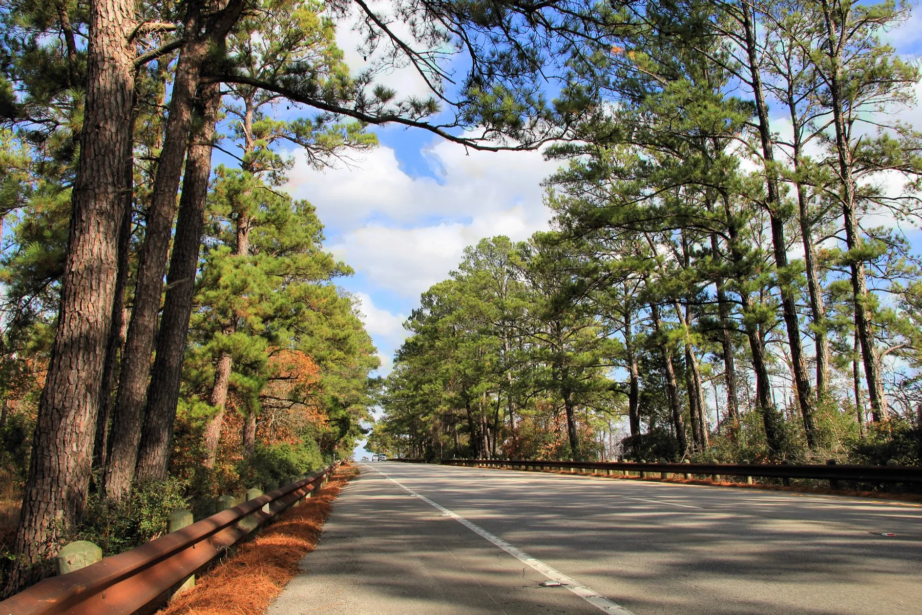 The Lost Pines forest along State Highway 21 in Bastrop County