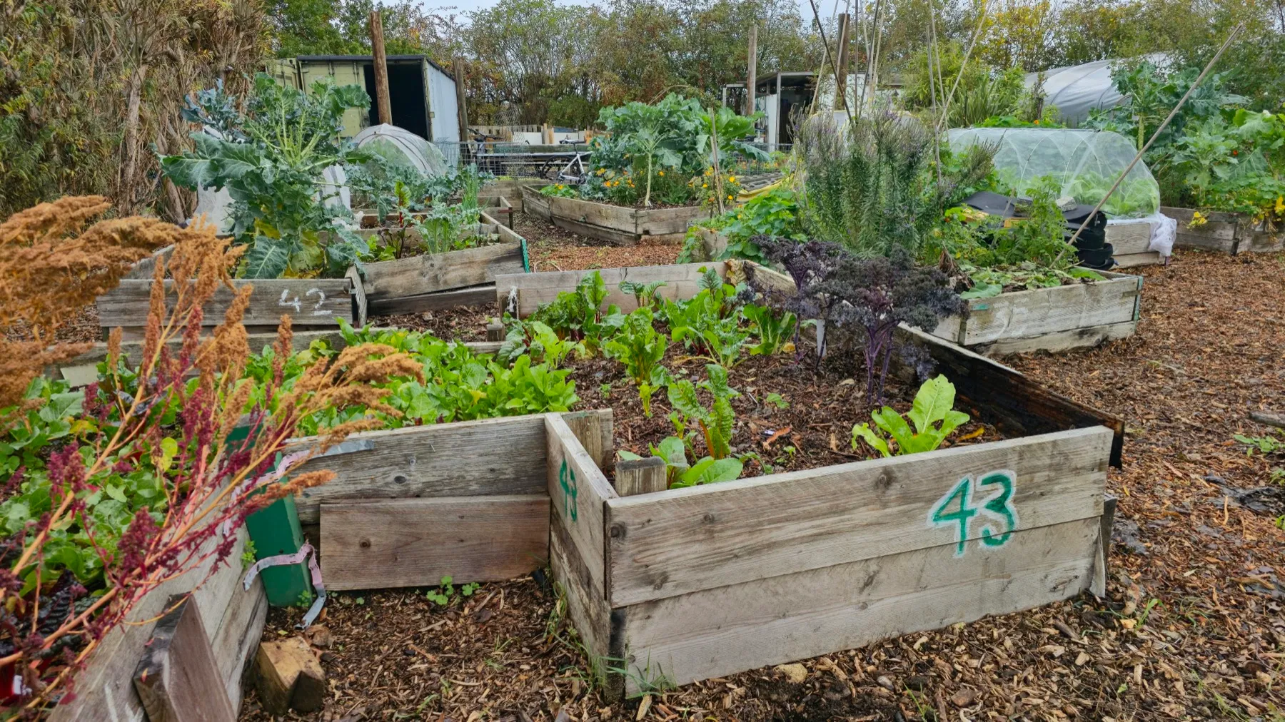 Raised beds of vegetables in a kitchen garden