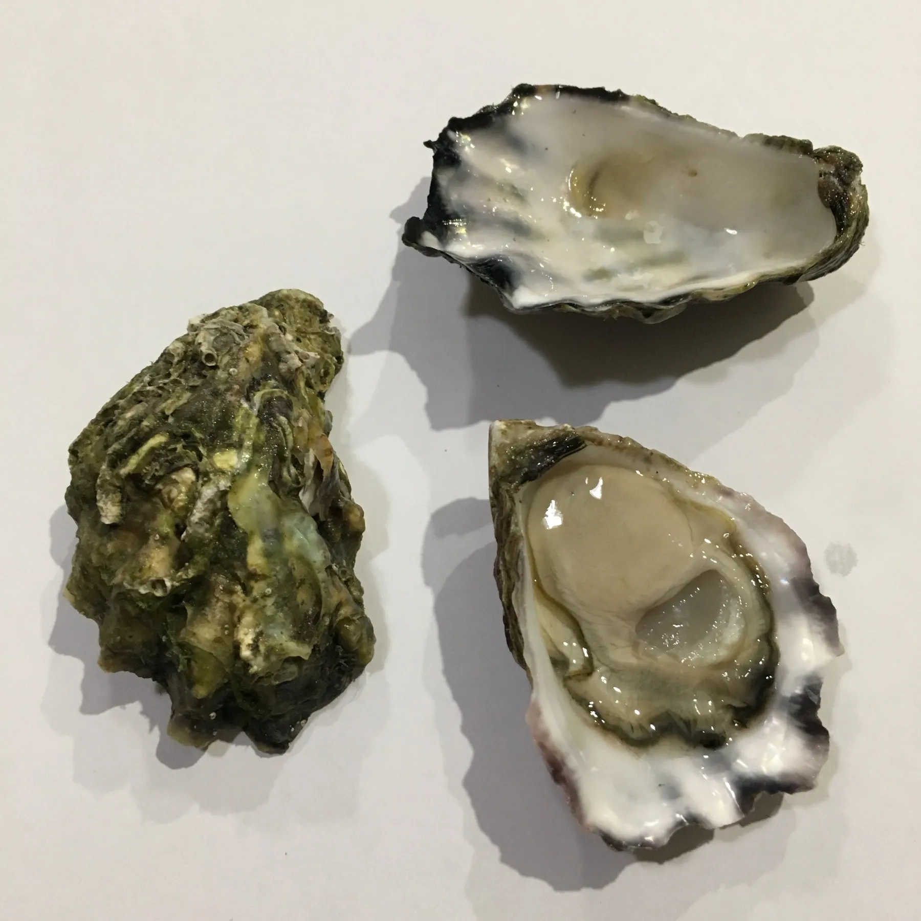 Freshly shucked raw oysters on the half shell