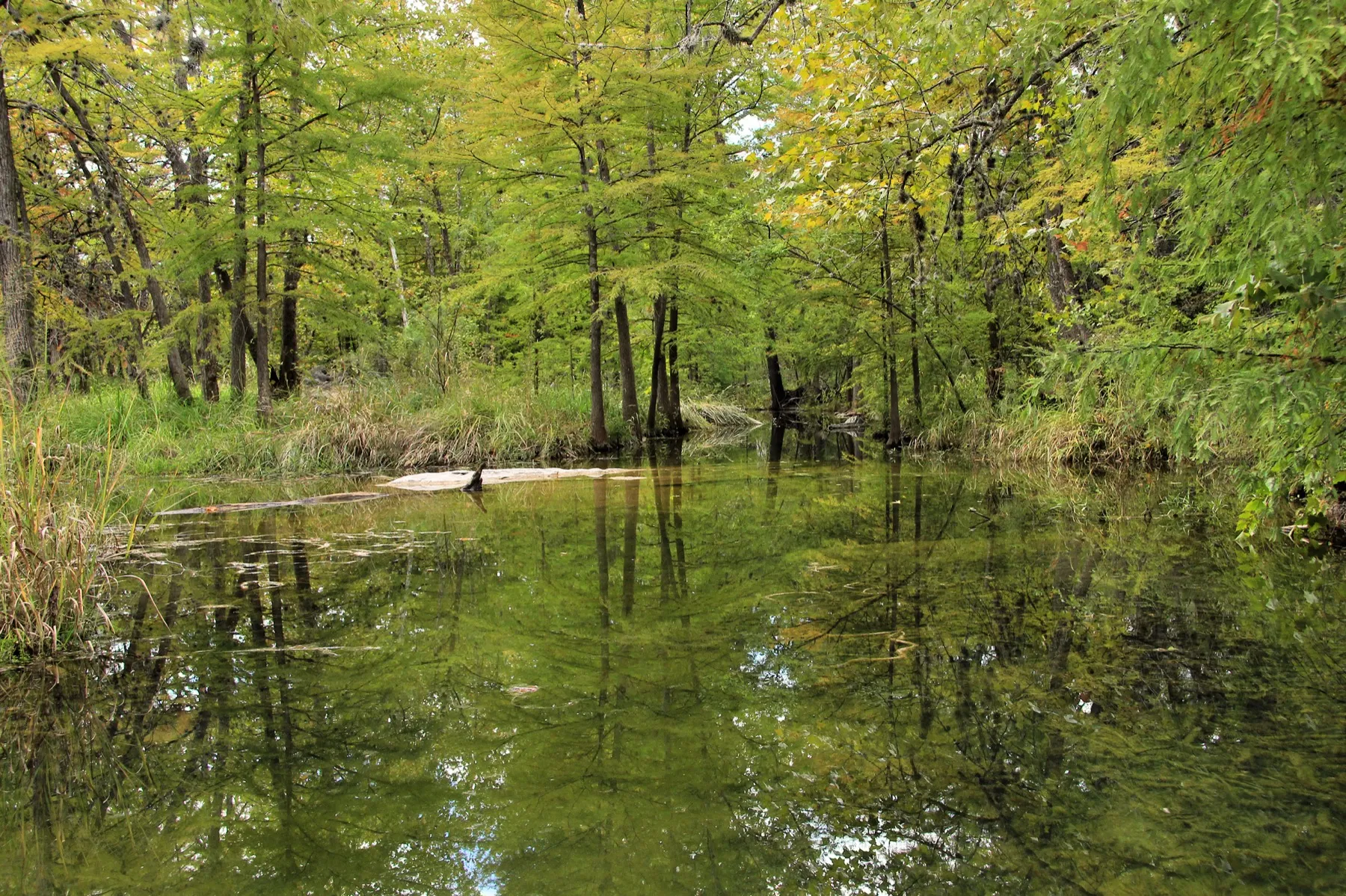Still water and cypress reflections at Krause Springs near Spicewood