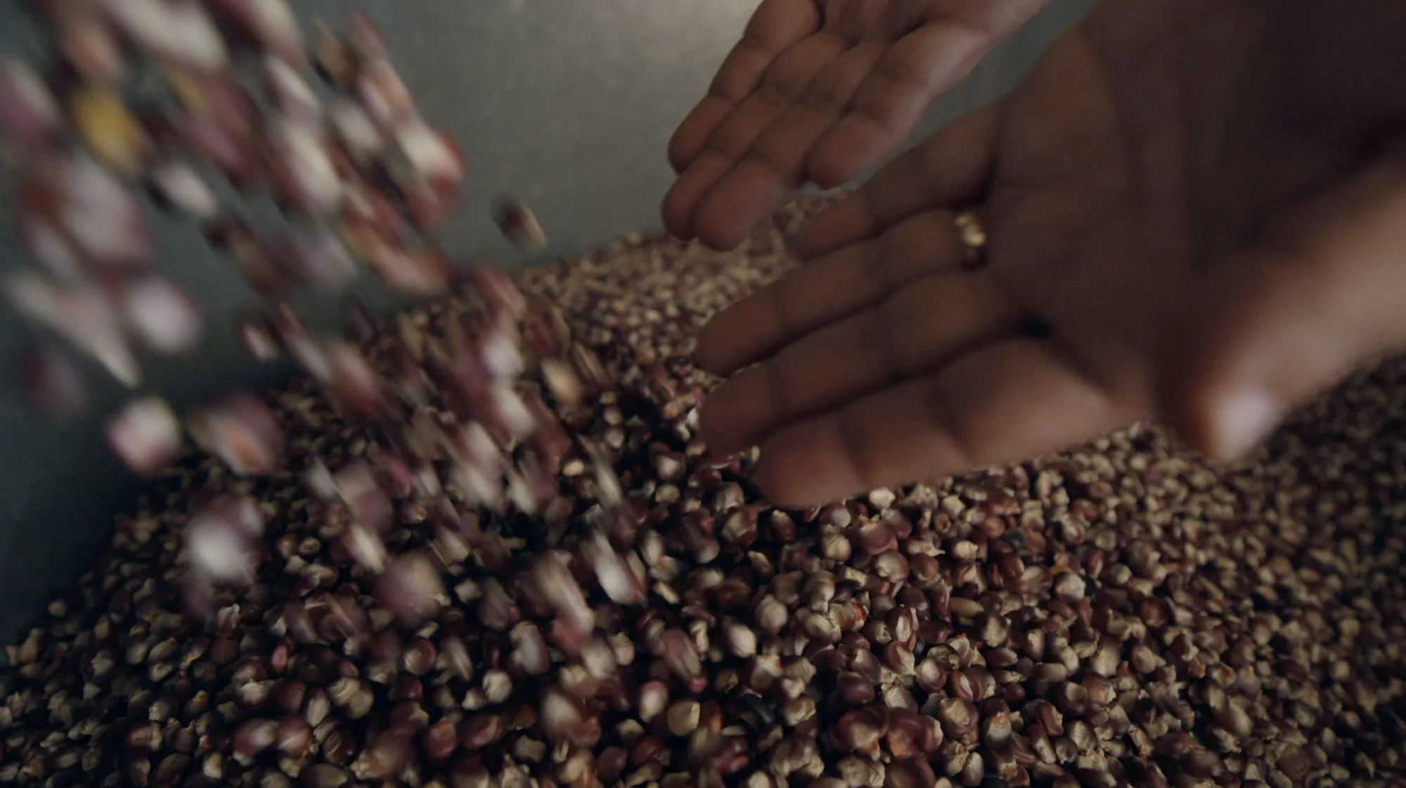 Hands holding red, blue and cream heirloom corn kernels above a larger pile of corn