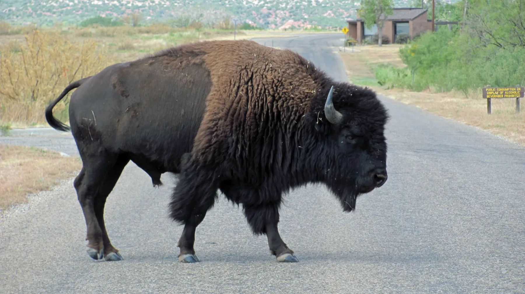 A bison standing in the red-rock landscape of Caprock Canyons State Park