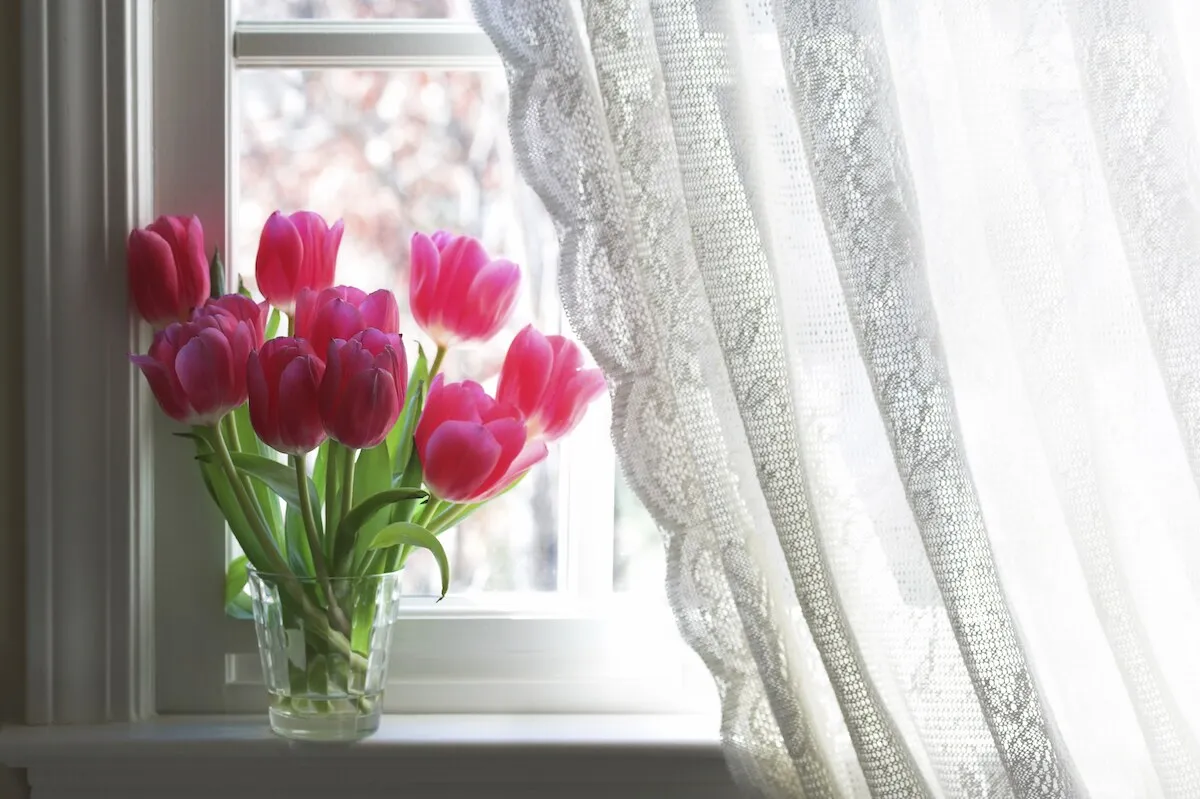 Pink tulips beside a sunlit window with a sheer lace drapery