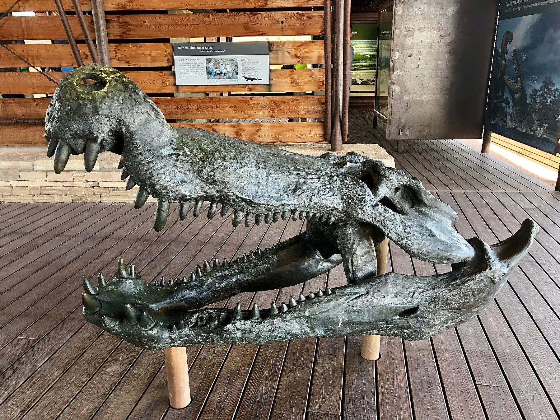 A reconstructed Deinosuchus head at the Fossil Discovery Exhibit in Big Bend