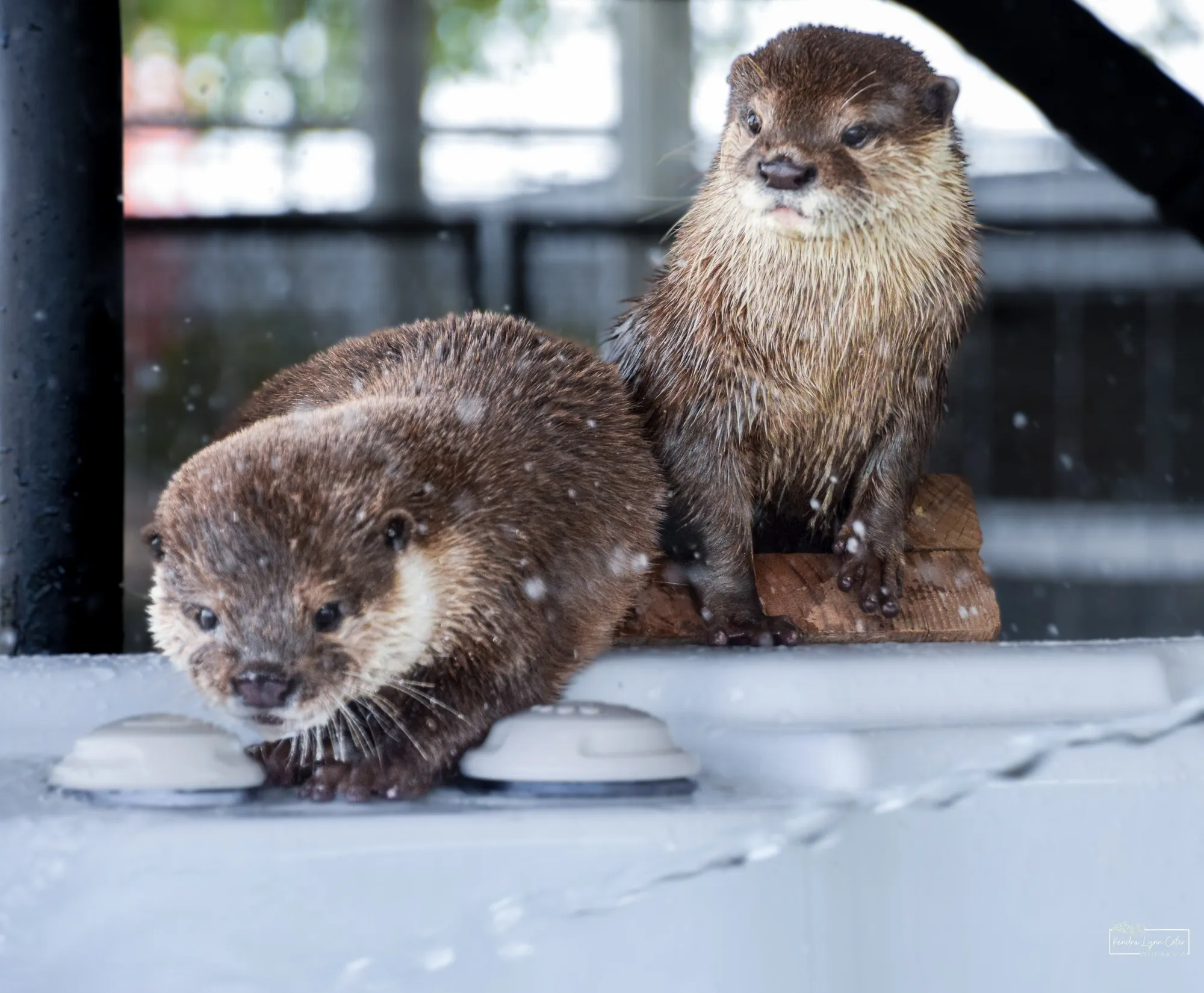 Two otters at Blue Hills Safari Ranch