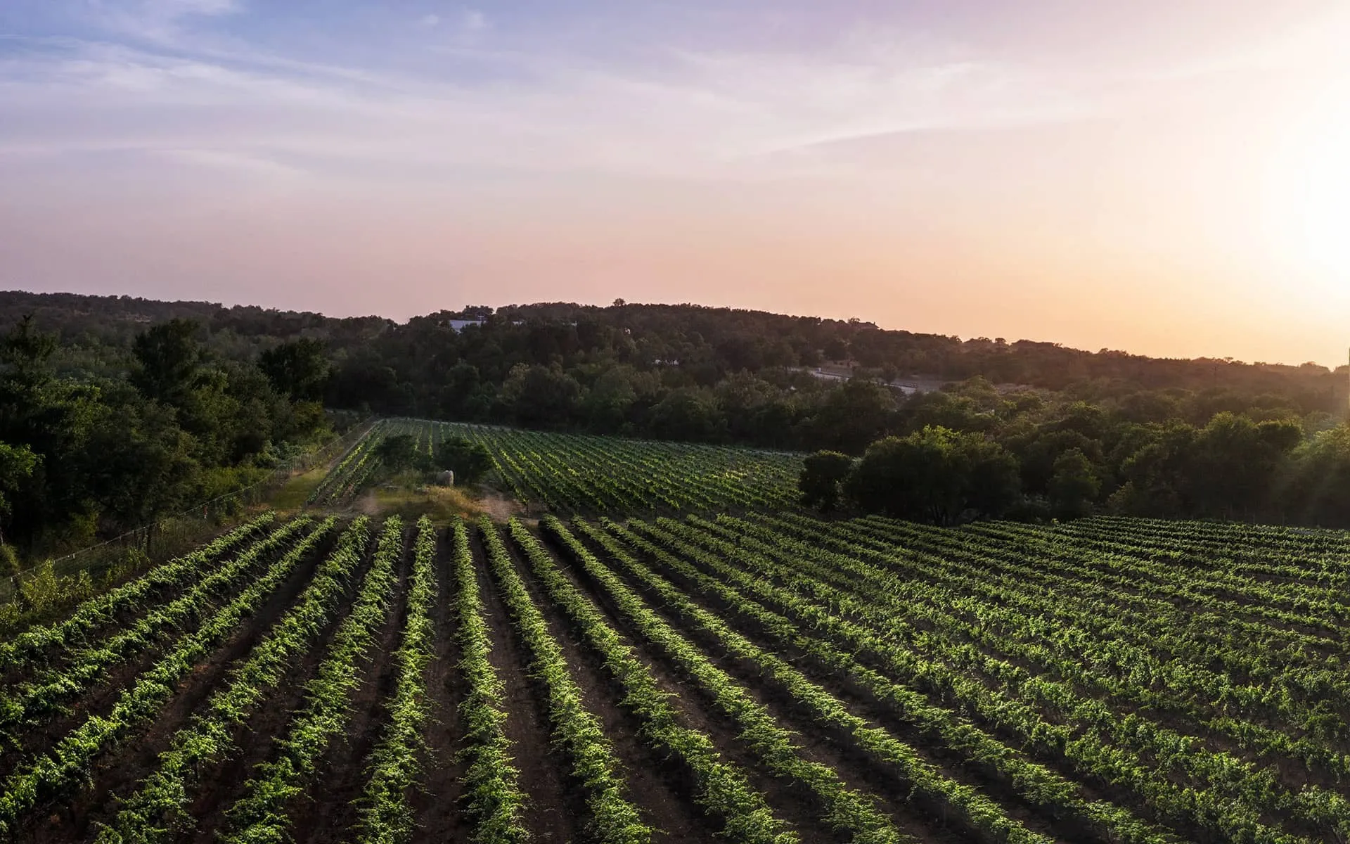 Vine rows in the Hill Country at Carter Creek Winery Resort
