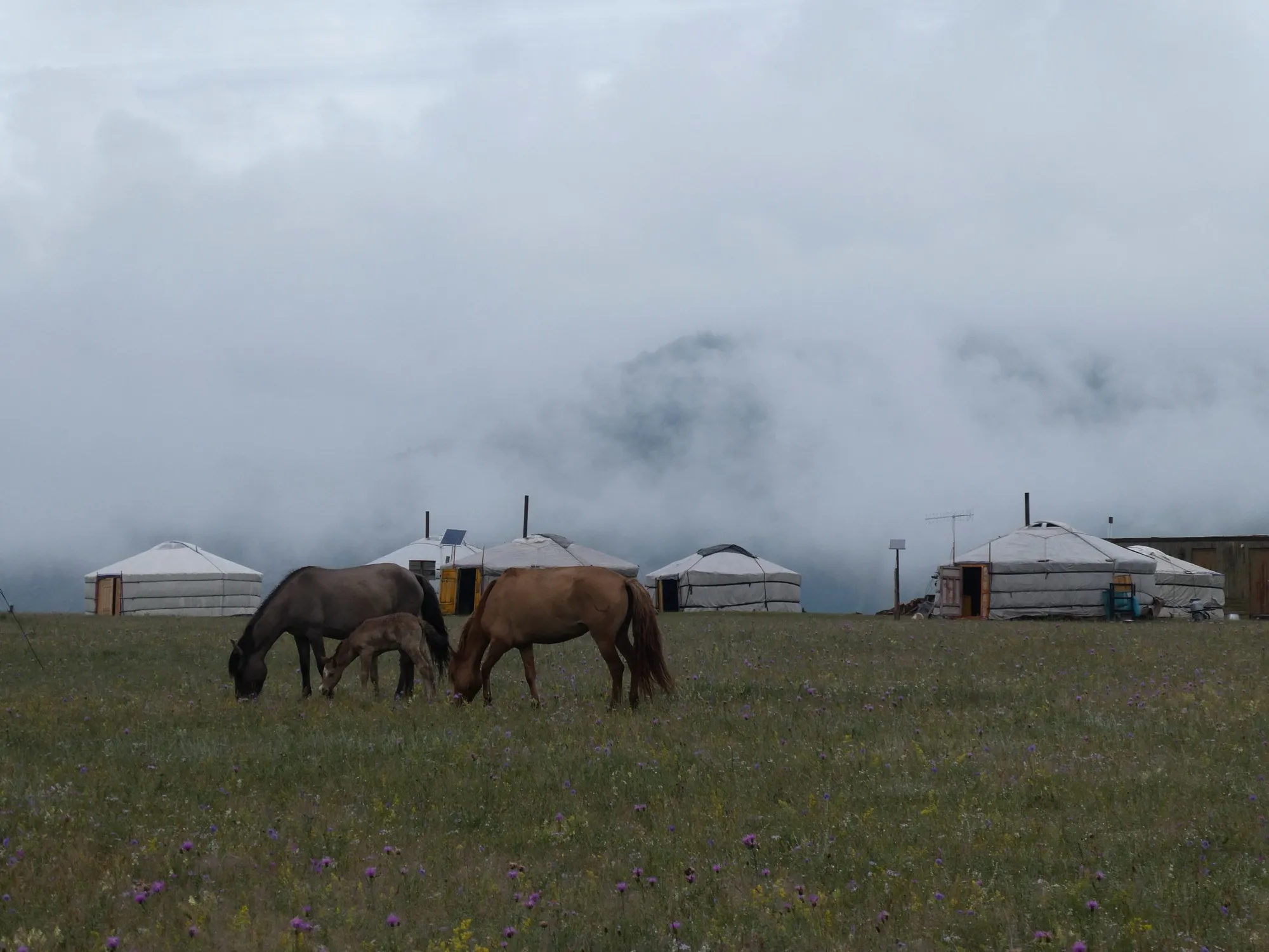 A group of white tourist yurts in a broad meadow