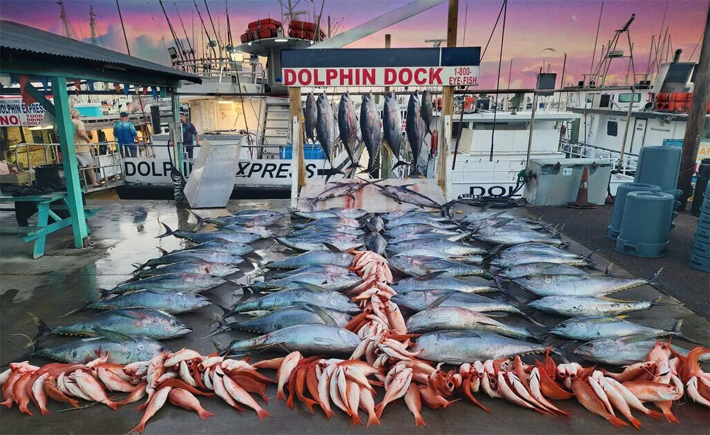 An offshore catch displayed beside the boats at Dolphin Docks