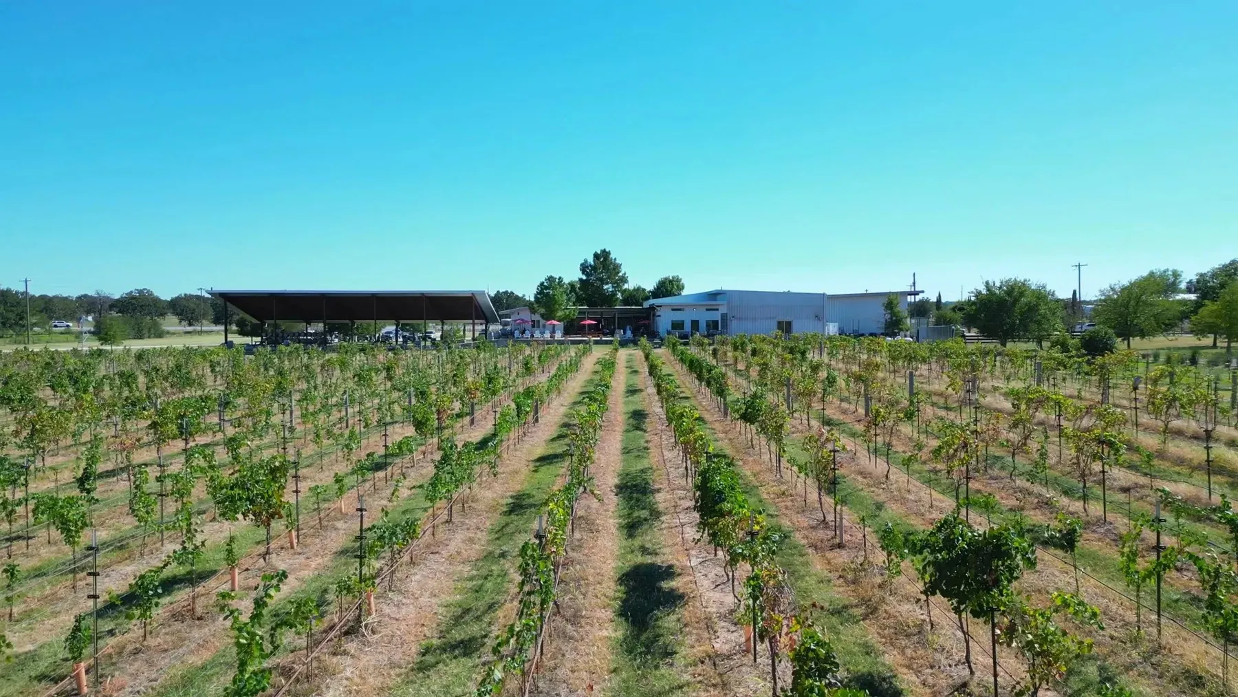 Grapevines at Hilmy Cellars