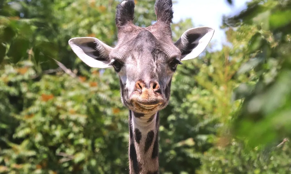 A giraffe at Cameron Park Zoo