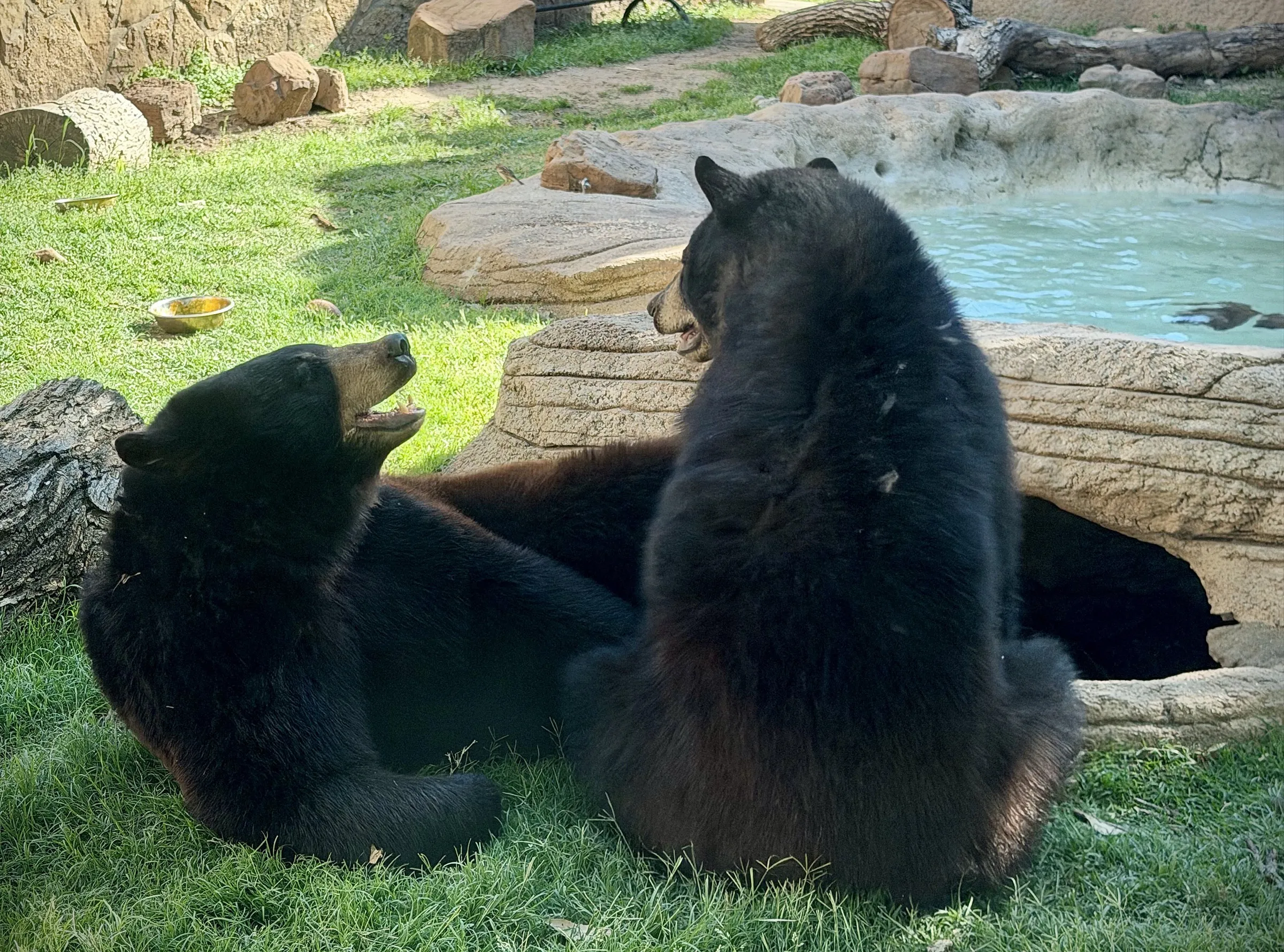 Two bears playing in the Baylor Bear Habitat
