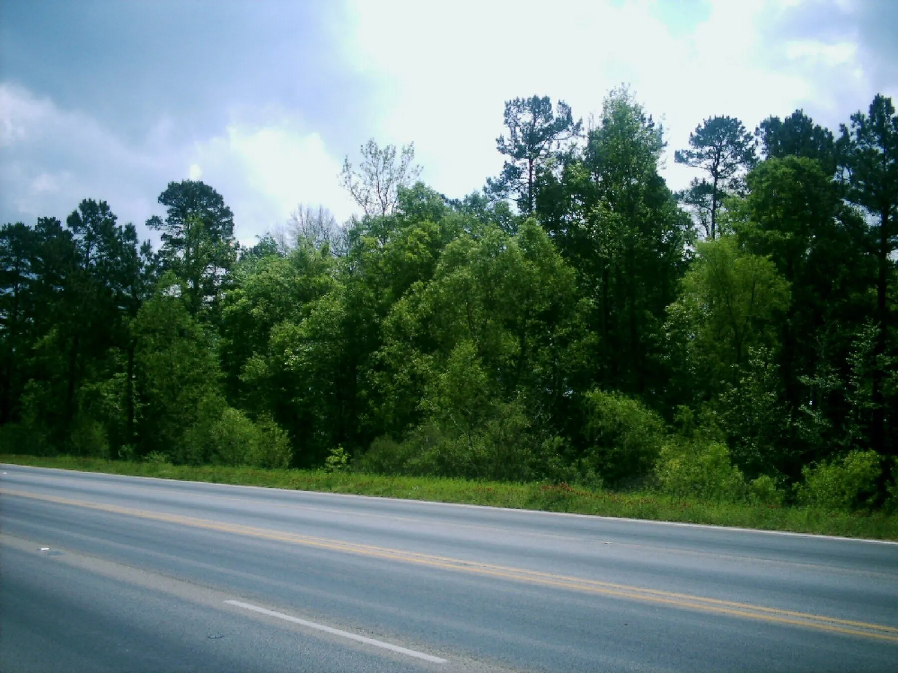 Pine forest in Northeast Texas