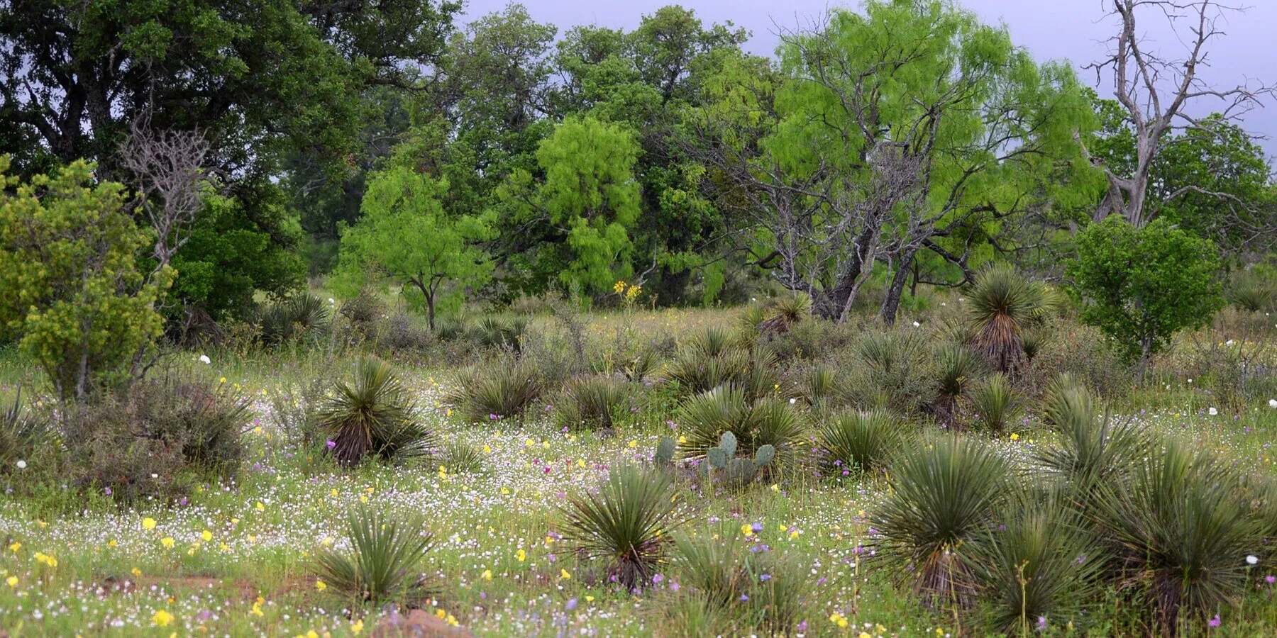 Open ranchland on Texas's Edwards Plateau
