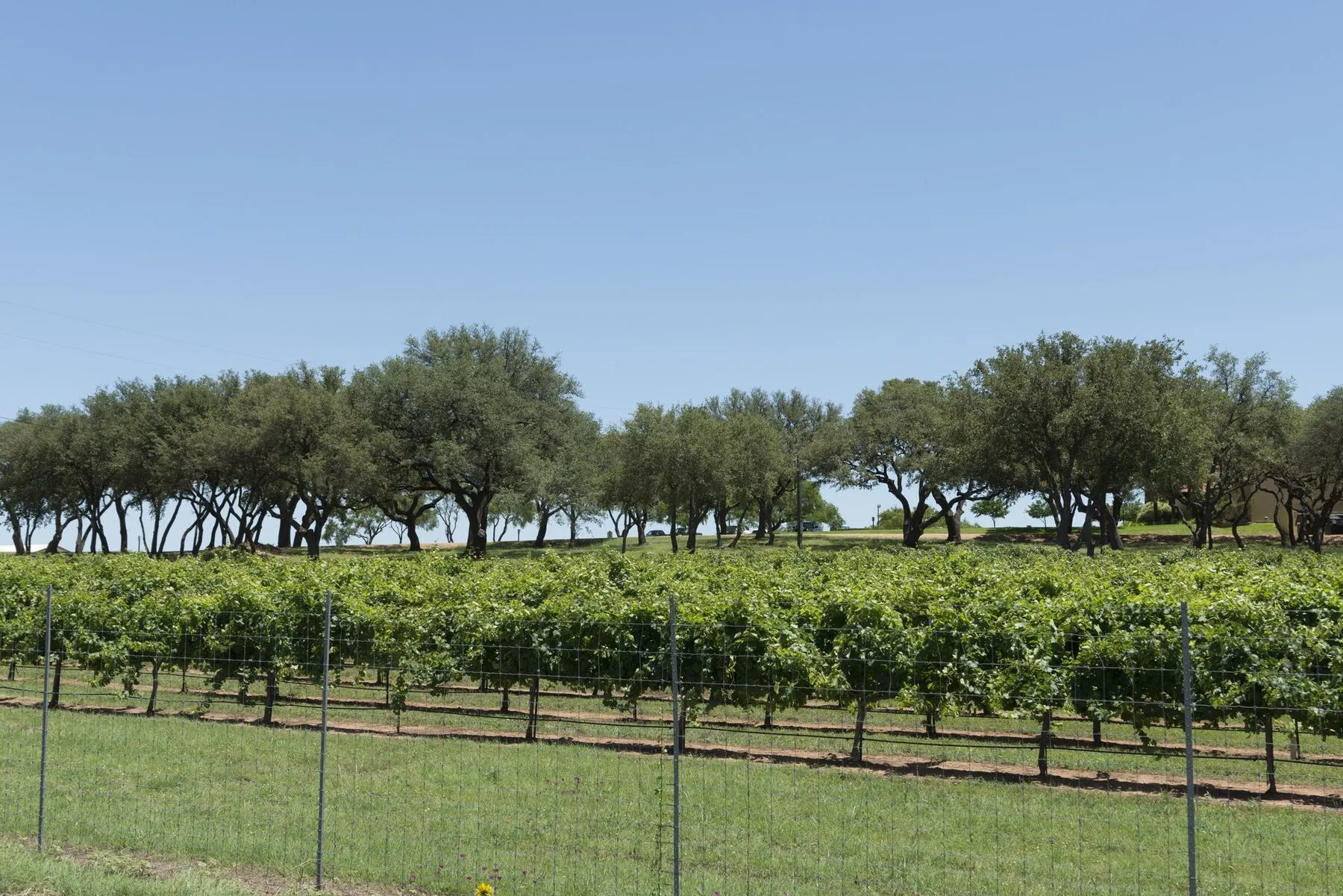 Rows of grapevines across a Gillespie County vineyard beneath a blue sky