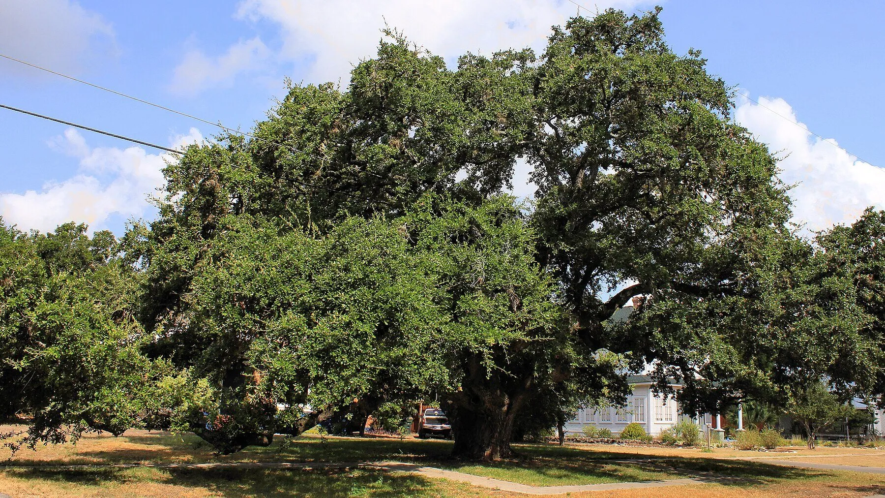 The historic Auction Oak in Kyle