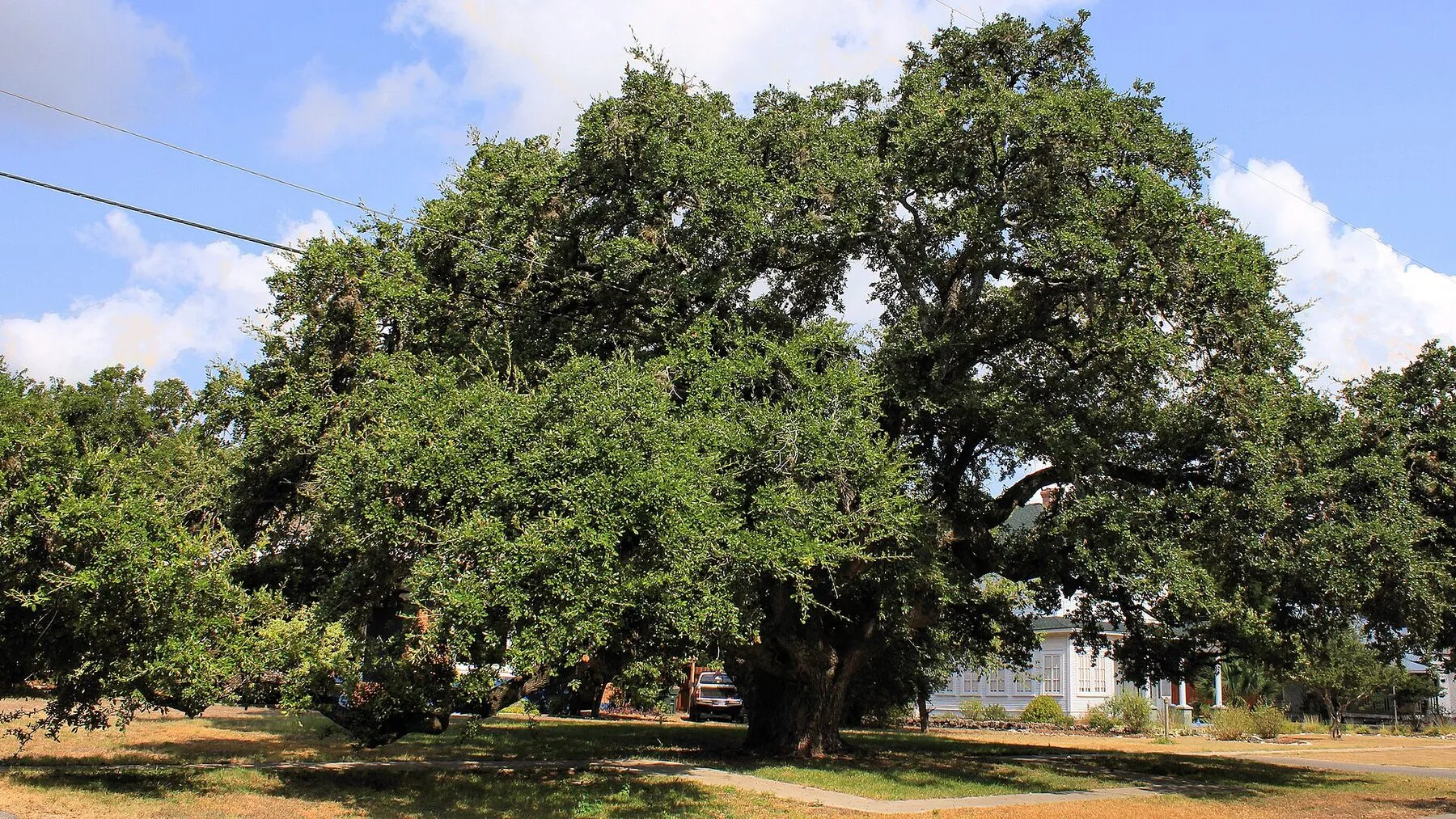 Large live oak in the center of Kyle, Texas