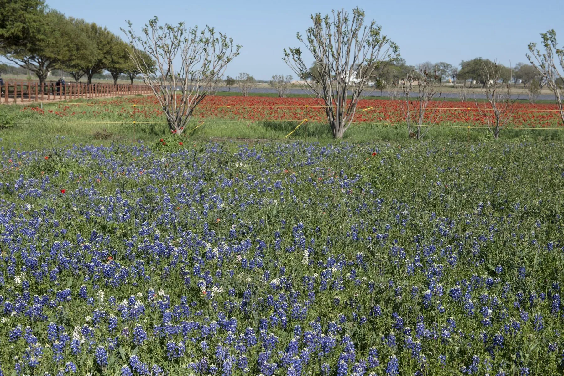 Bluebonnets blooming in a field near Fredericksburg