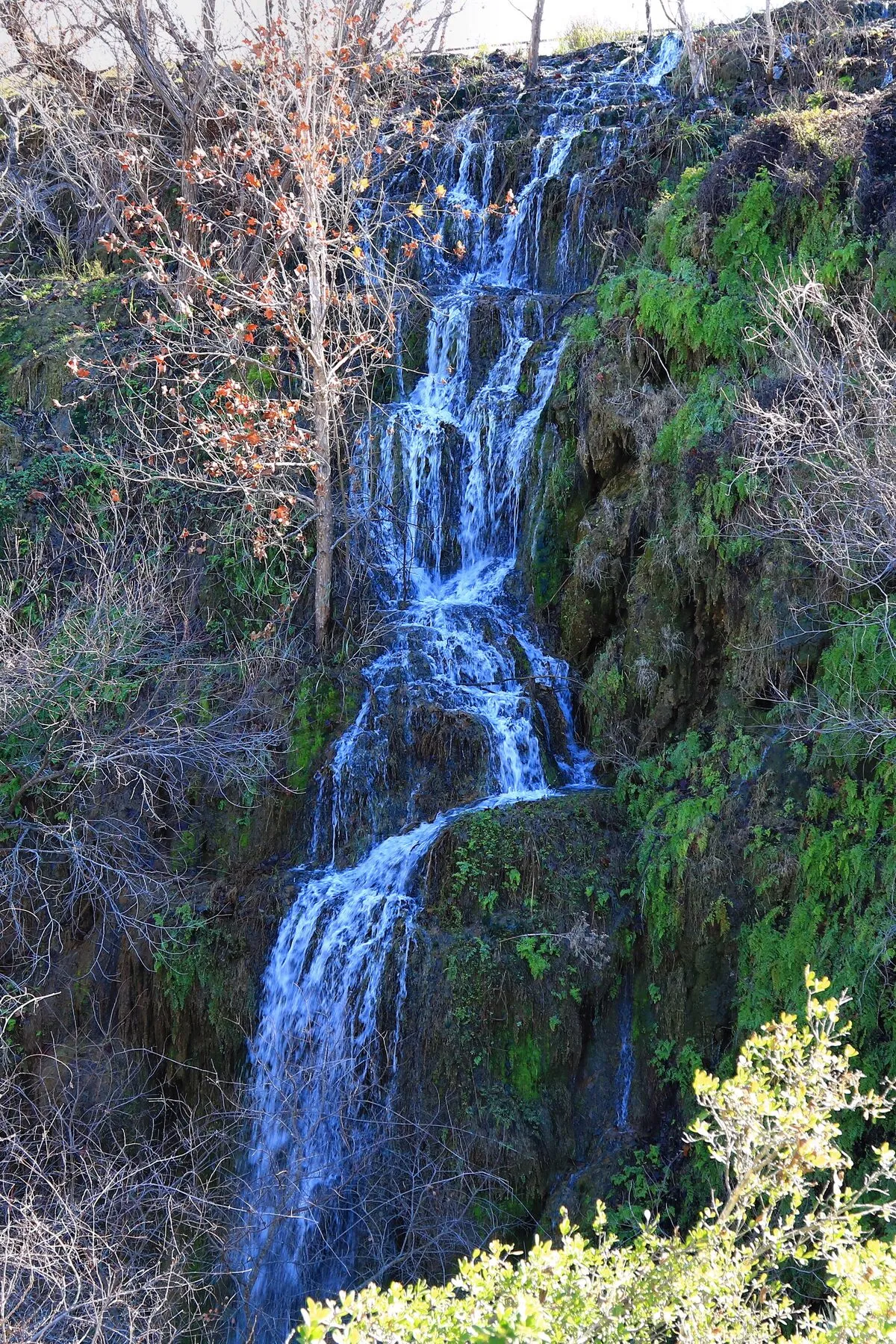 Gorman Falls spilling in narrow streams over mossy rock