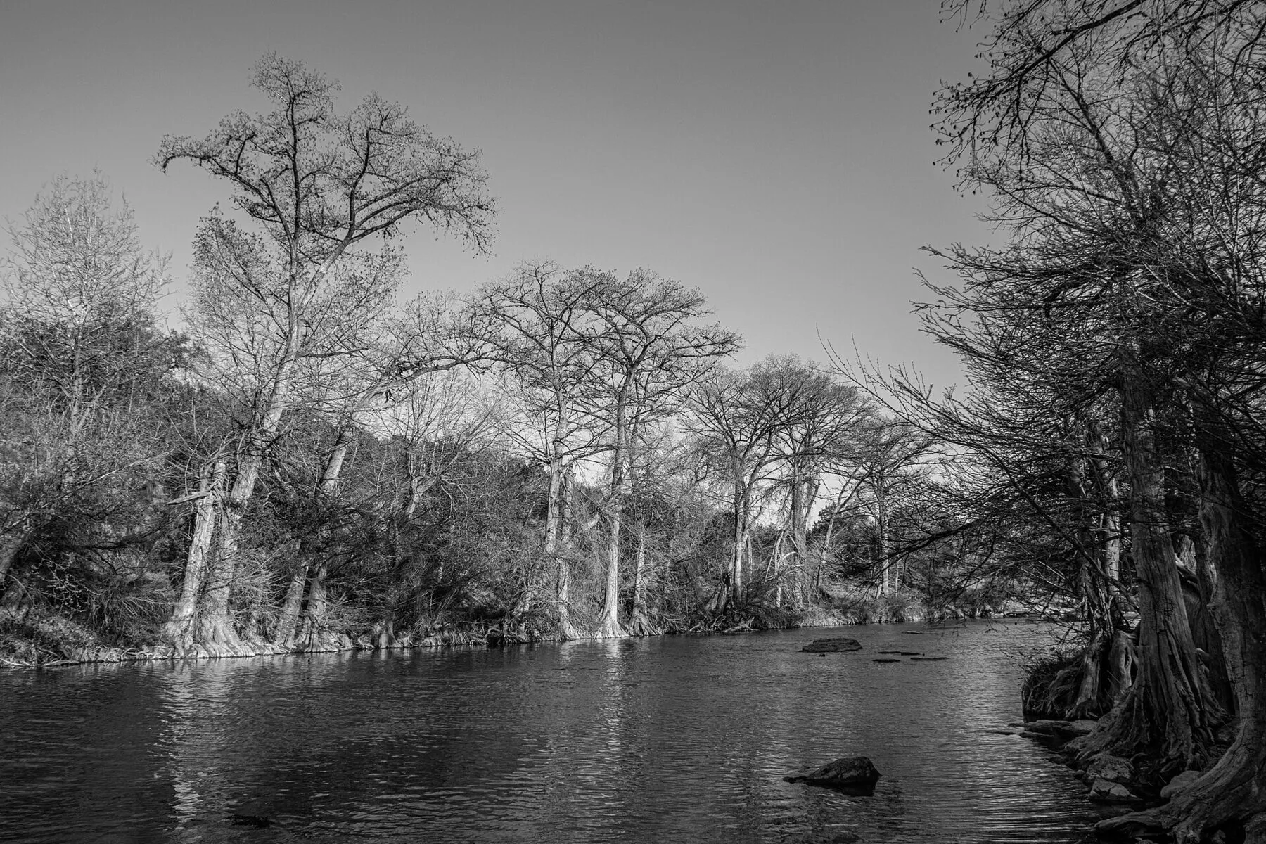 Black-and-white view of the Guadalupe River lined with bare bald cypress trees