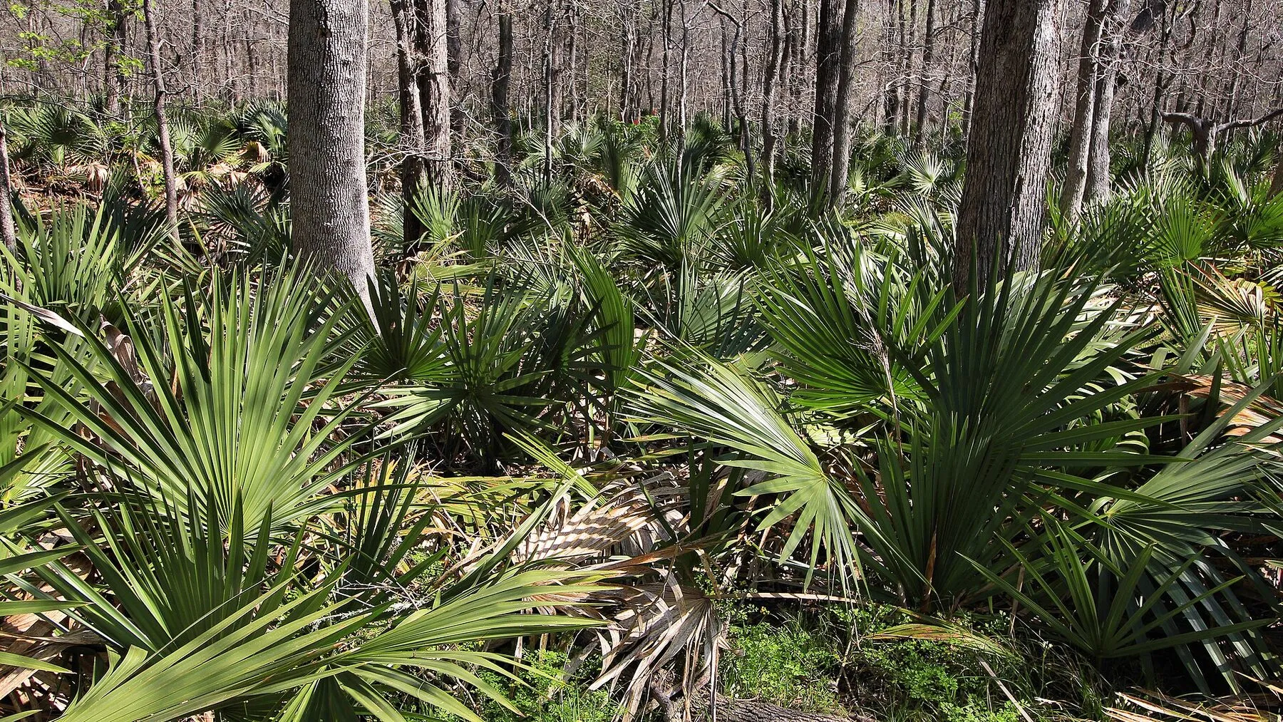 Dwarf palmettos growing beneath tall trees at Palmetto State Park