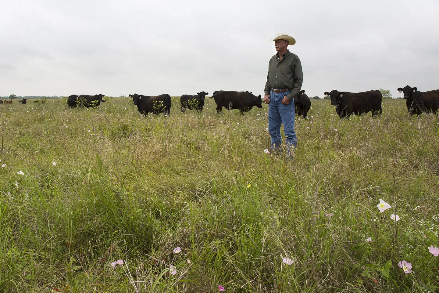 A rancher stands among black cattle grazing in a Texas pasture