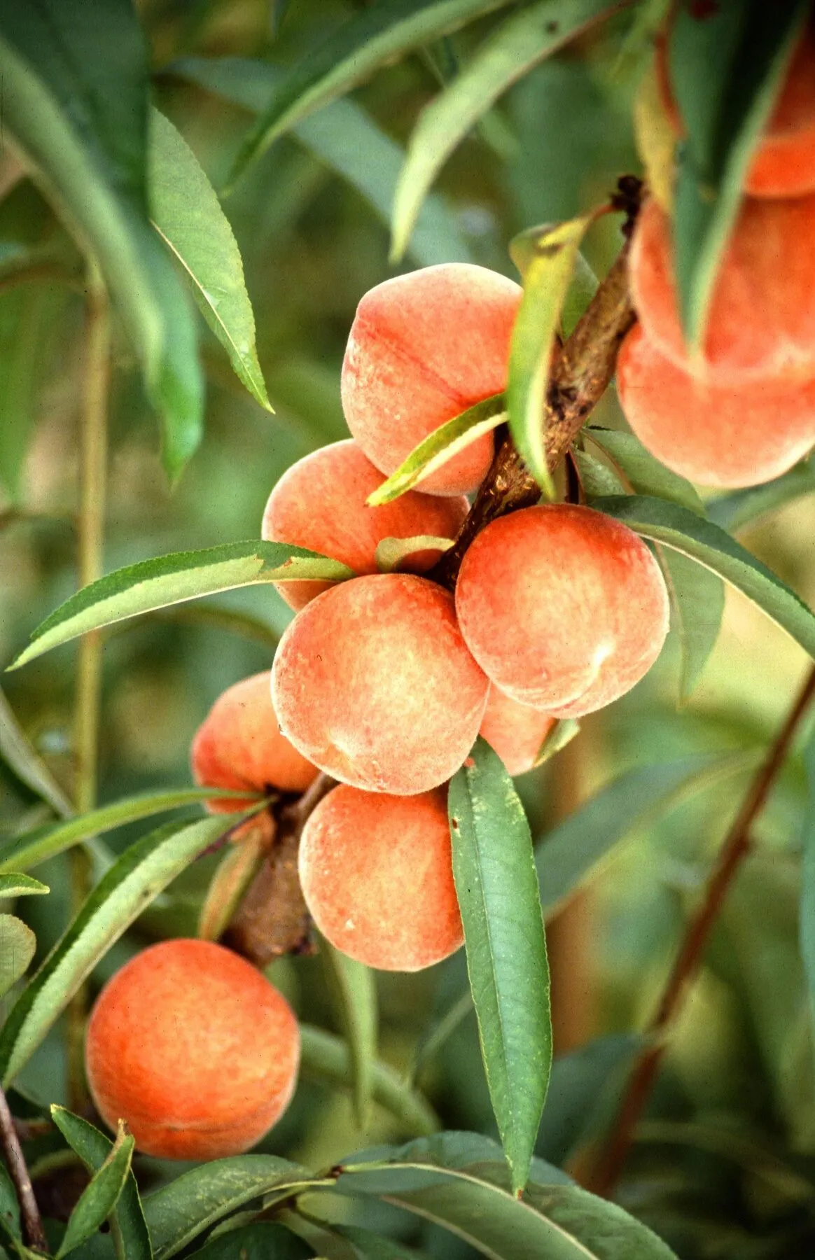 Ripe peaches growing among green leaves on a tree