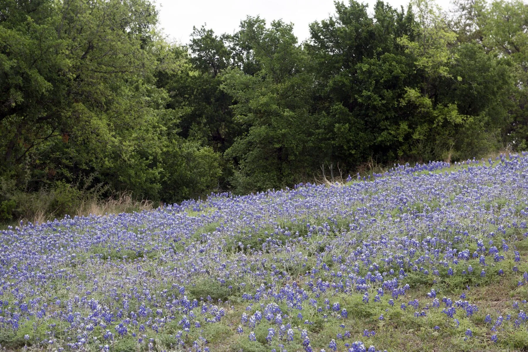 Dense bluebonnets blooming beside a stone wall in the Texas Hill Country