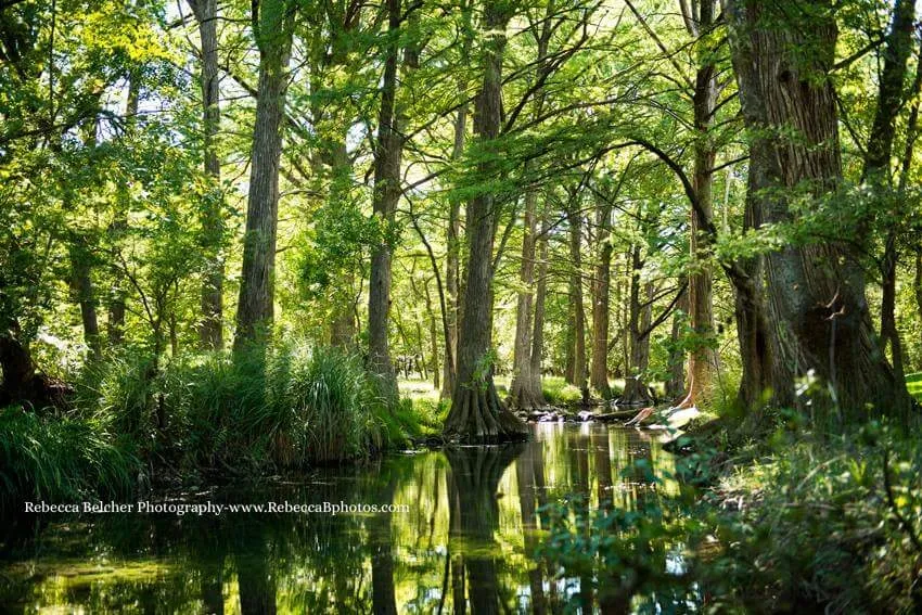 Cypress trunks and clear creek water in Wimberley, Texas