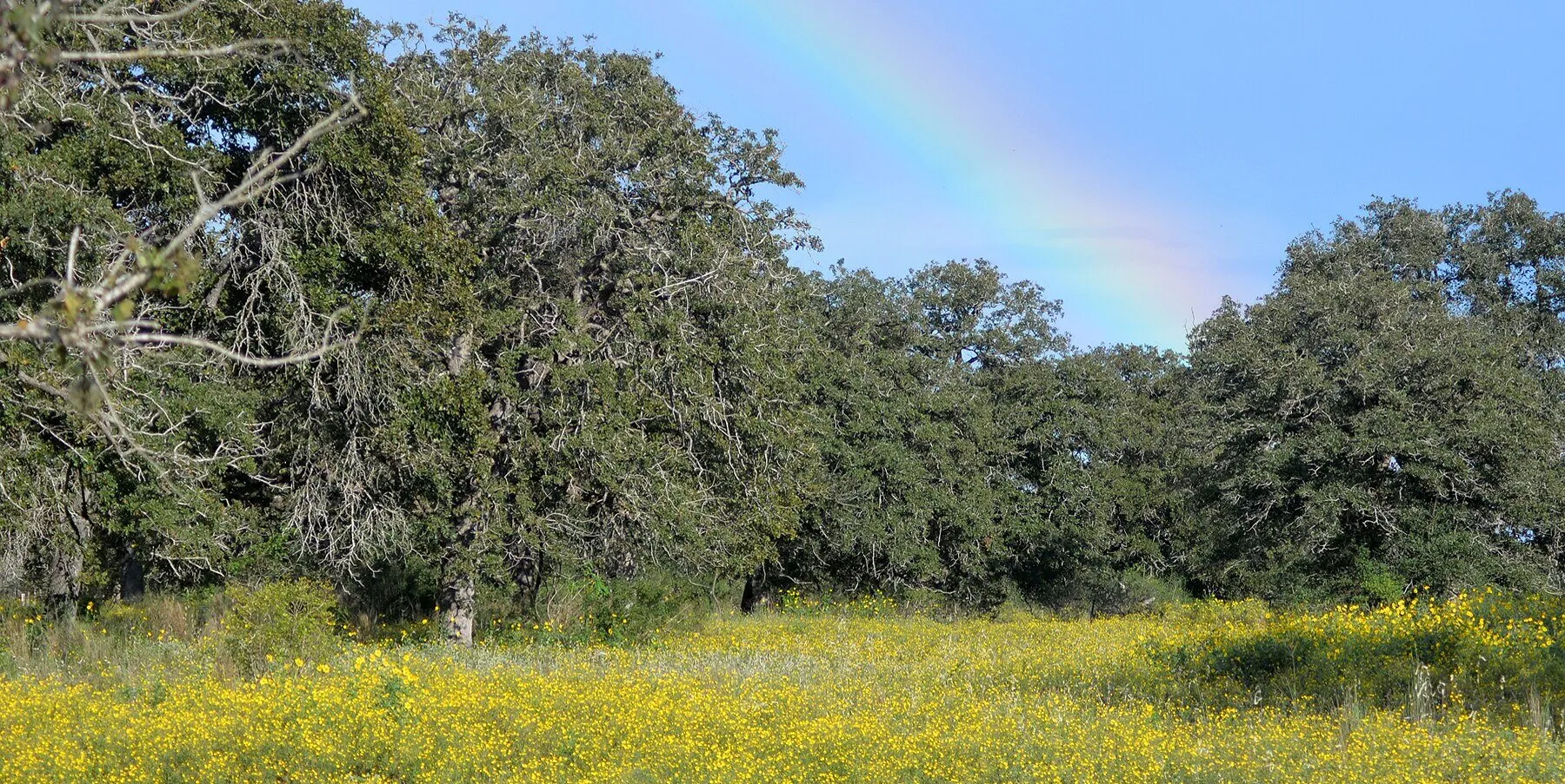 Oak trees and wildflowers in Guadalupe County