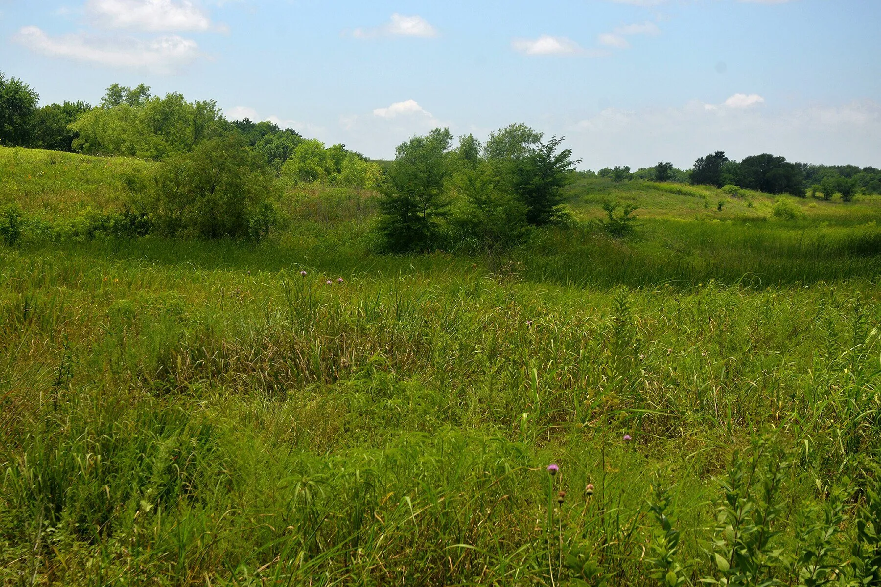 Blackland Prairie and trees in Hunt County