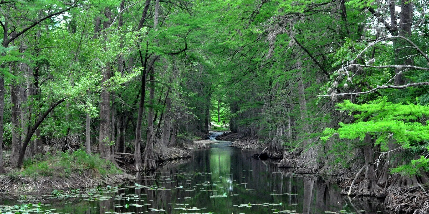 A mature bald cypress beside the Guadalupe River in the Texas Hill Country