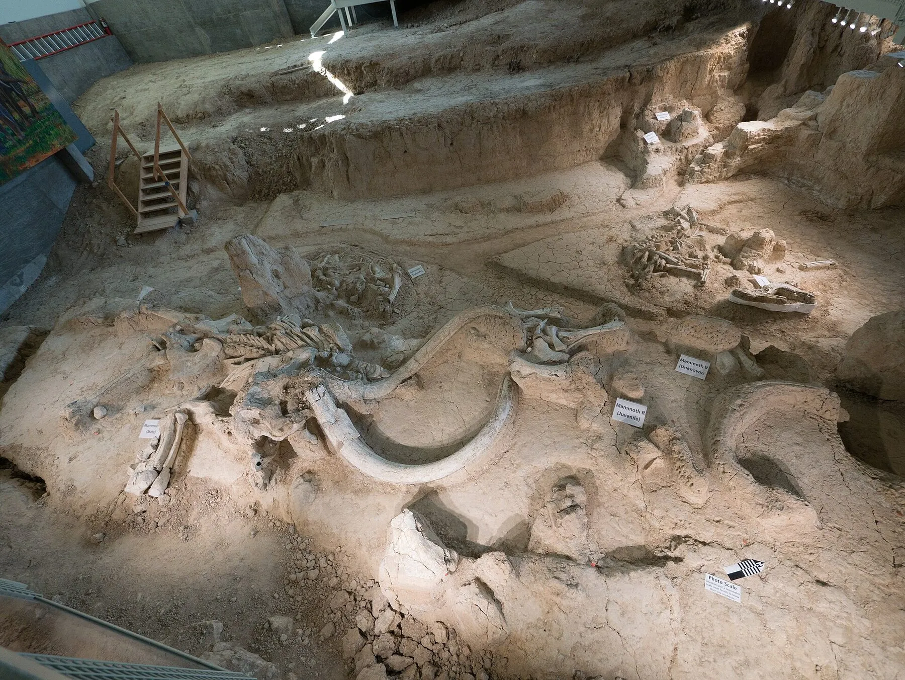 Columbian mammoth fossils preserved in the Dig Shelter at Waco Mammoth National Monument