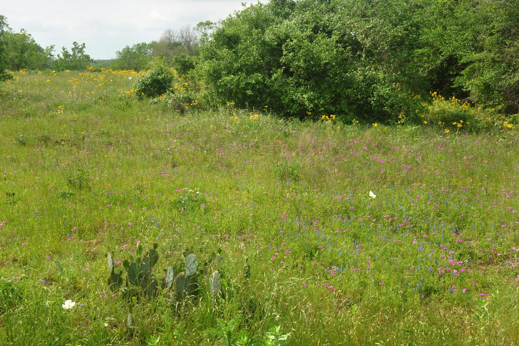 Open prairie and historic buildings at Washington-on-the-Brazos State Historic Site