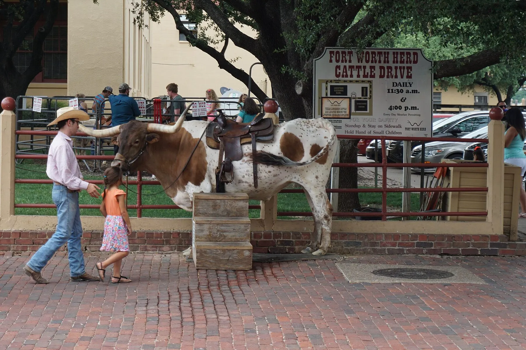 A longhorn in the Fort Worth Herd cattle drive at the Fort Worth Stockyards