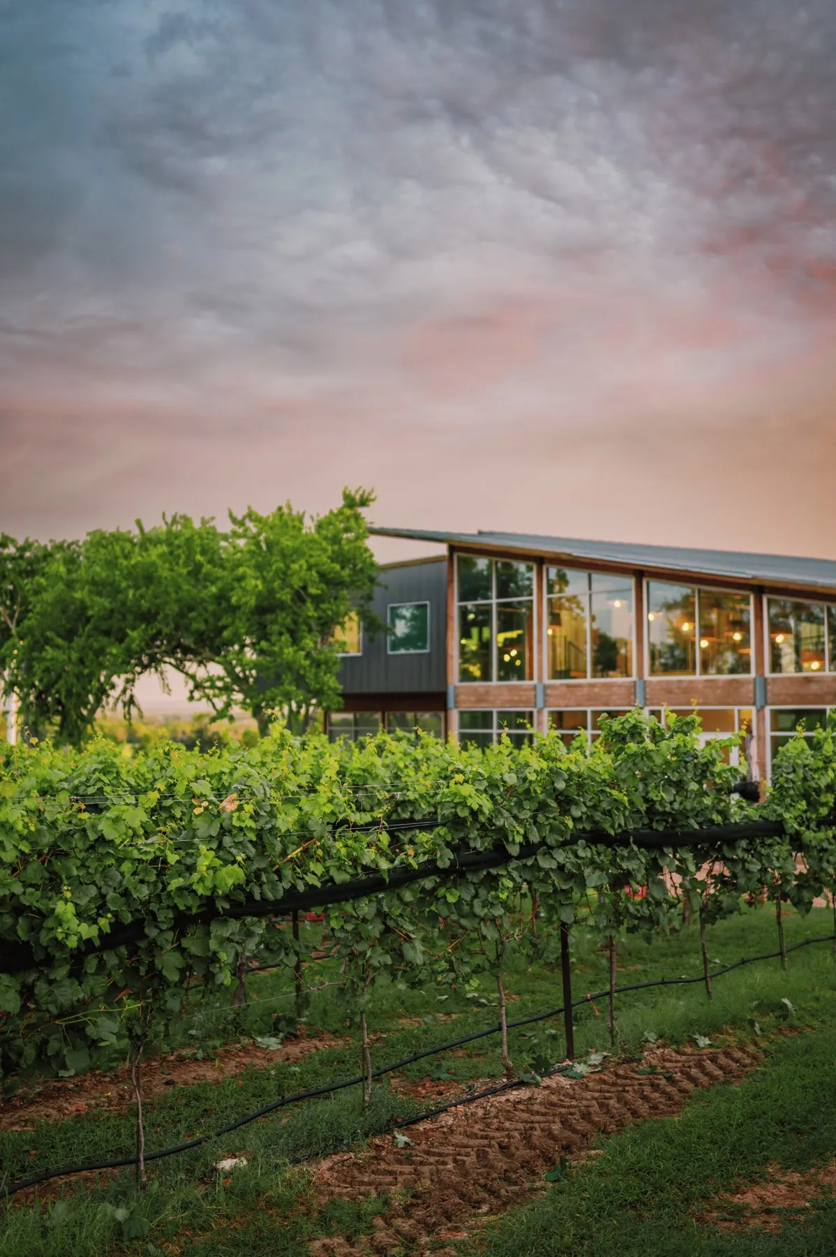 Vines outside the glass-front tasting room at William Chris Vineyards